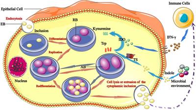 The role of tryptophan in Chlamydia trachomatis persistence